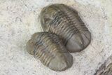 Two Proetid (Timsaloproetus?) Trilobites - Jorf, Morocco #75571-5